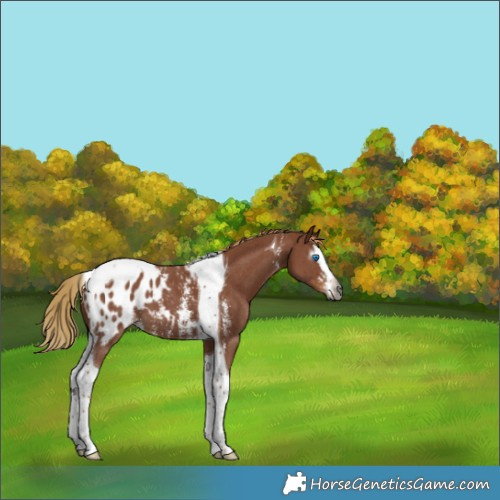 Horse Color:Gray Chestnut Sabino Splash Tobiano Appaloosa 