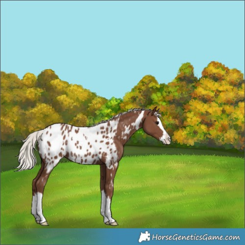 Horse Color:White Spotted Silver Black Splash Appaloosa 