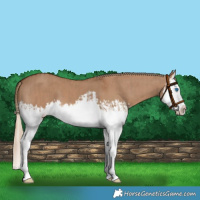 Horse Color:Red Dun Splash  and Red Dun Splash 