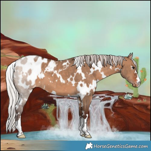 Horse Color:White Spotted Silver Brown Dun Appaloosa 