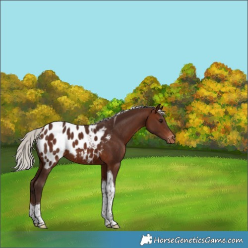 Horse Color:Silver Brown Tobiano Blanket 