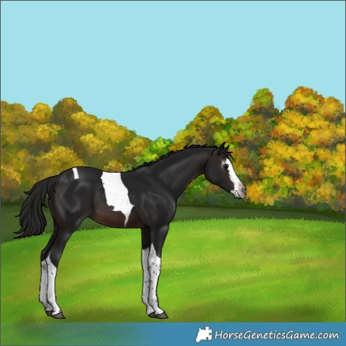 Horse Color:Gray Brown Splash Tobiano 