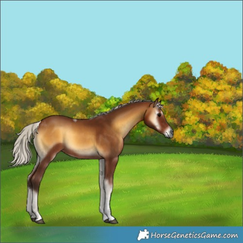 Horse Color:Gray Silver Bay Onyx Tobiano 