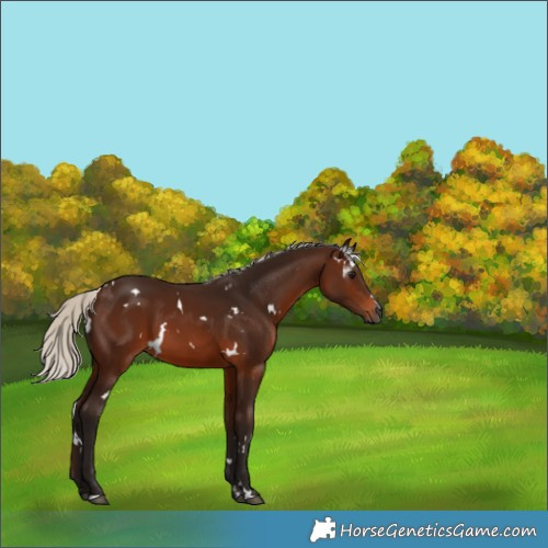 Horse Color:Gray White Spotted Silver Bay 