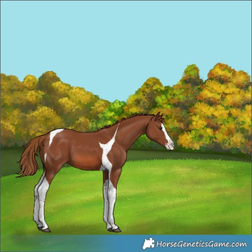 Horse Color:Chestnut Splash Tobiano 