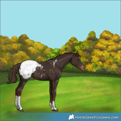 Horse Color:Liver Chestnut Tobiano Appaloosa 