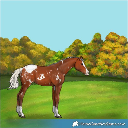 Horse Color:White Spotted Silver Bay Splash Appaloosa 