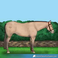 Horse Color:Amber Champagne