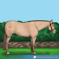 Horse Color:Amber Champagne 