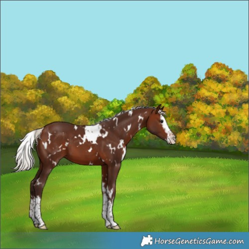 Horse Color:White Spotted Silver Brown Splash Appaloosa 