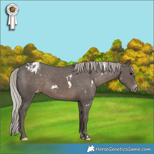 Horse Color:White Spotted Silver Black Sabino Appaloosa 
