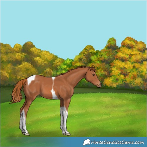 Horse Color:Chestnut Tobiano 