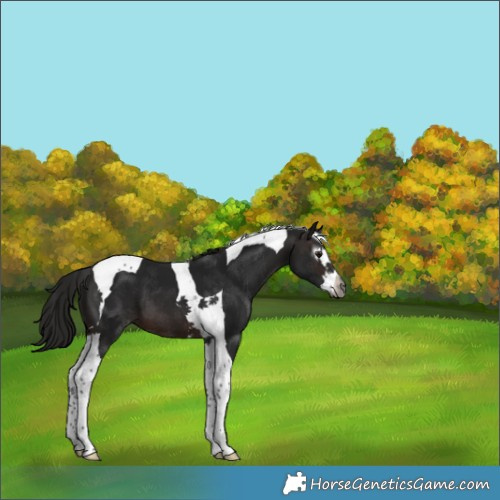 Horse Color:Gray Brown Splash Tobiano Appaloosa 