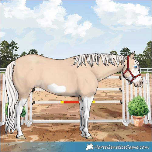 Horse Color:Silver Classic Champagne Dun Splash Frame 