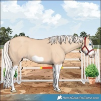 Horse Color:Silver Classic Champagne Dun Splash Frame 