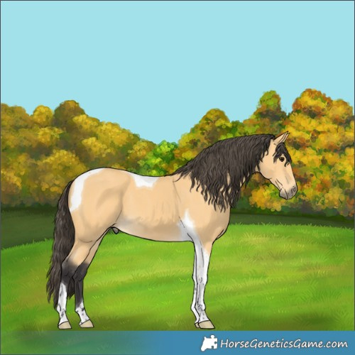 Horse Color:Buckskin Tobiano 