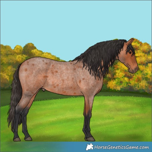 Horse Color:Bay Roan 