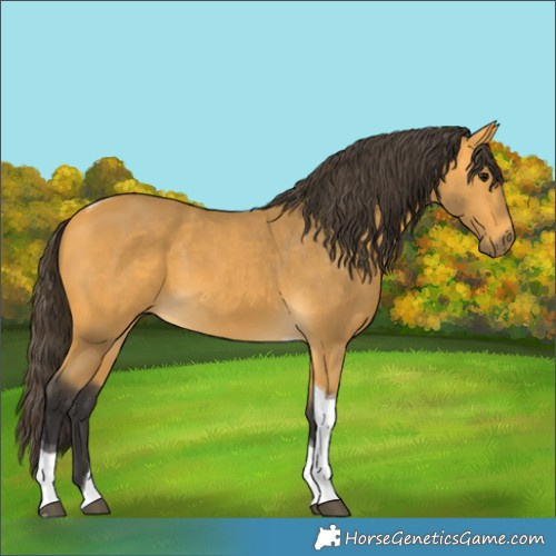 Horse Color:Buckskin Tobiano