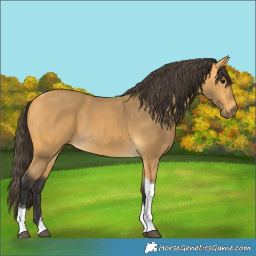 Horse Color:Buckskin Tobiano 
