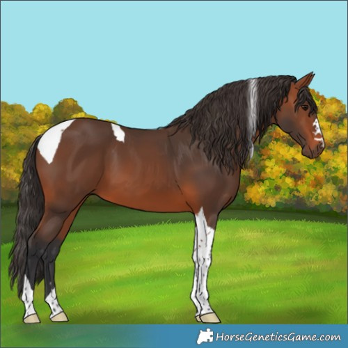 Horse Color:Bay Tobiano 