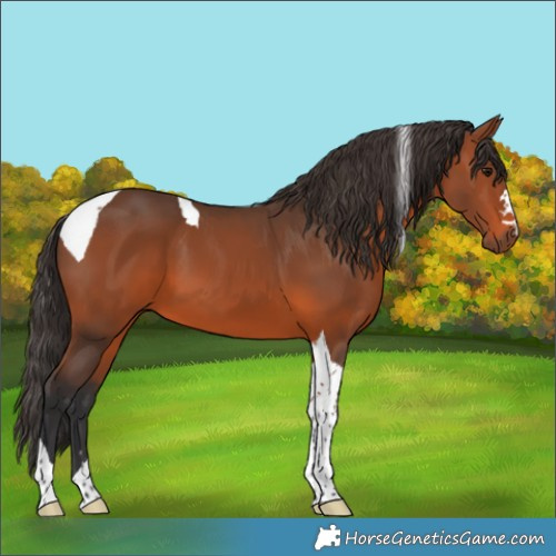 Horse Color:Bay Tobiano 