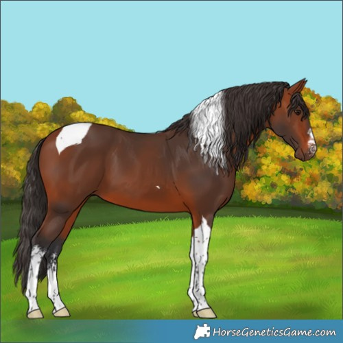 Horse Color:White Spotted Bay Tobiano 