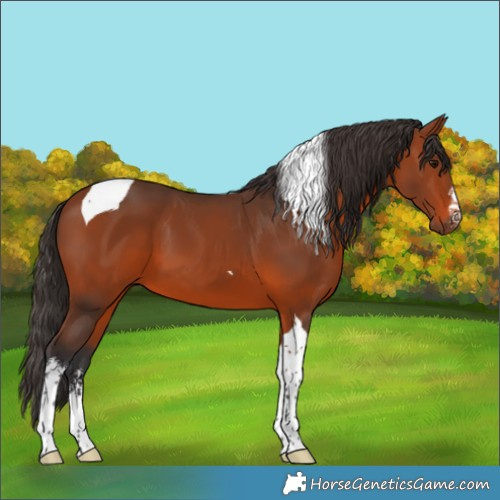 Horse Color:White Spotted Bay Tobiano
