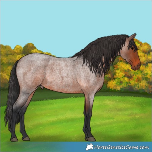 Horse Color:Brown Roan 