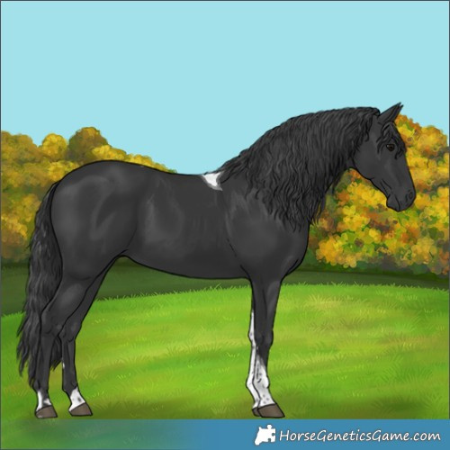 Horse Color:Black Tobiano 