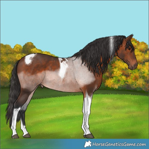 Horse Color:Brown Tobiano 