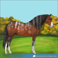 Horse Color:Powder White Bay 