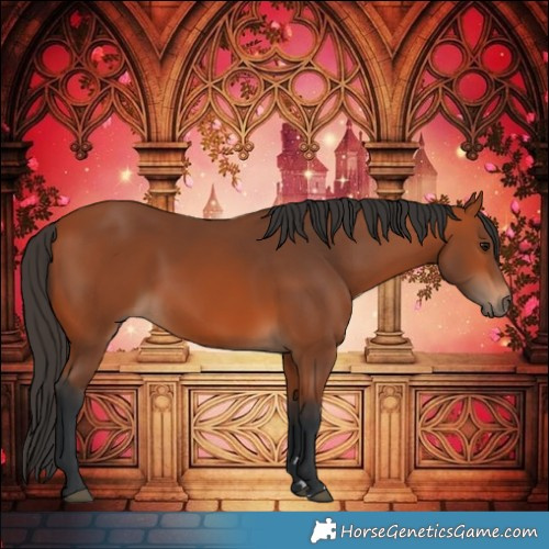 Horse Color:Bay Rabicano 