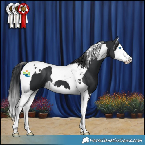 Horse Color:Black Splash Tobiano 
