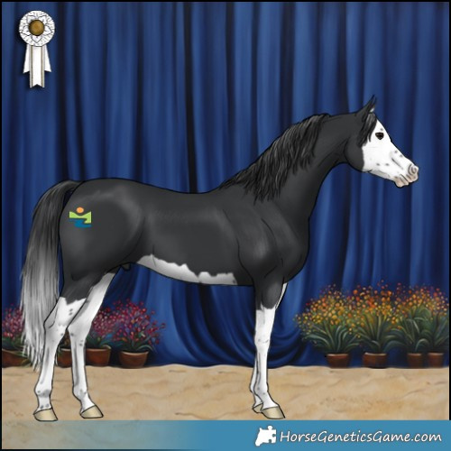 Horse Color:Black Splash