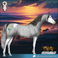 Horse Color:Blue Roan Splash Appaloosa Rabicano 