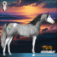 Horse Color:Blue Roan Splash Appaloosa Rabicano 