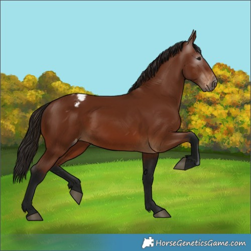 Horse Color:Gray Bay Varnish Rabicano 