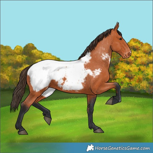 Horse Color:Bay Snowcap 