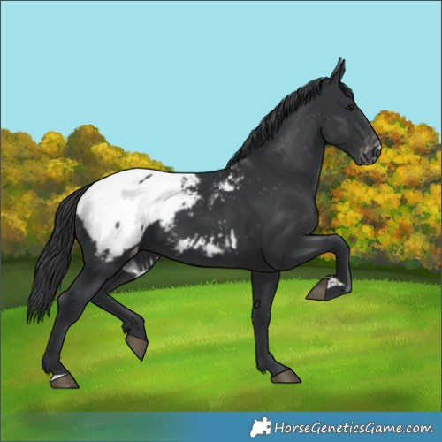 Horse Color:Black Appaloosa 