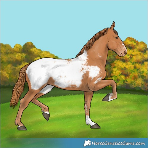 Horse Color:Chestnut Snowcap 