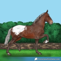 Horse Color:Silver Brown Snowcap 