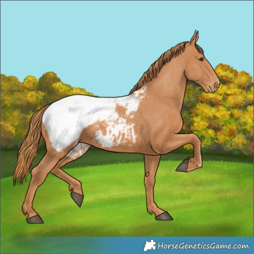 Horse Color:Chestnut Snowcap 