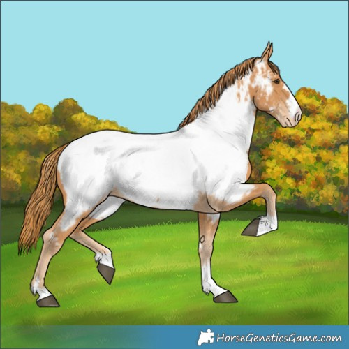 Horse Color:Chestnut Near Fewspot 