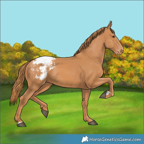 Horse Color:Chestnut Snowcap 
