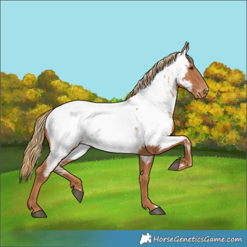 Horse Color:Chestnut Appaloosa