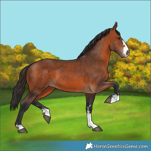 Horse Color:Bay 