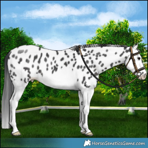 Horse Color:Black Splash Near Leopard 