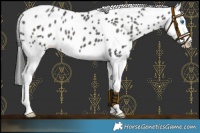 Horse Color:Black Splash Leopard