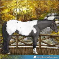 Horse Color:Black Near Fewspot 