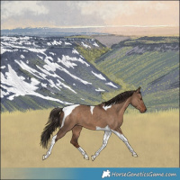 Horse Color:Liver Red Dun Tobiano 